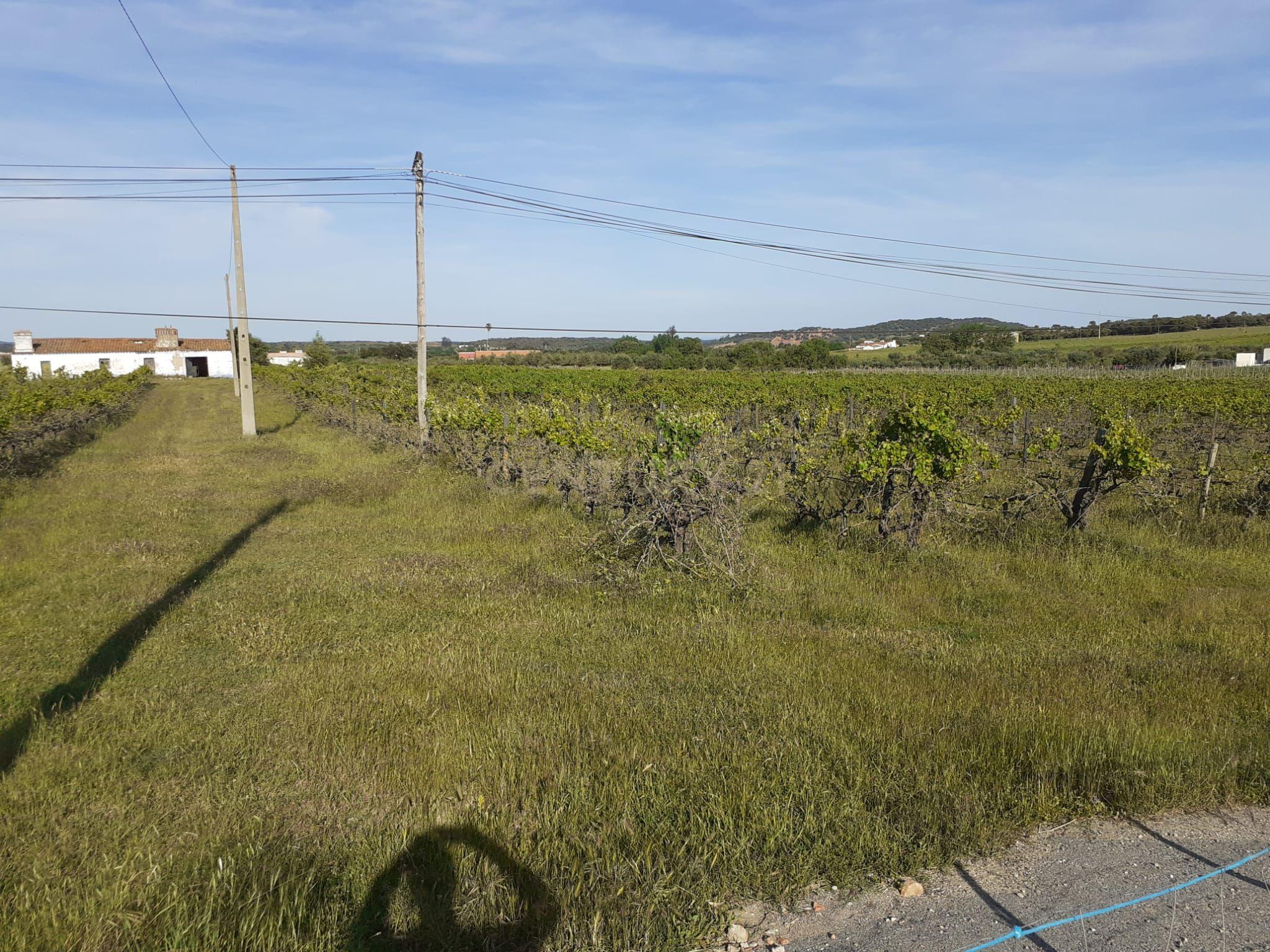 Quinta Vale de Sobrados - Redondo - Image 6