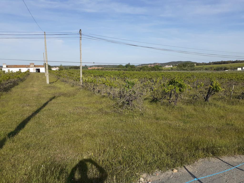 Quinta Vale de Sobrados - Redondo - Image 6