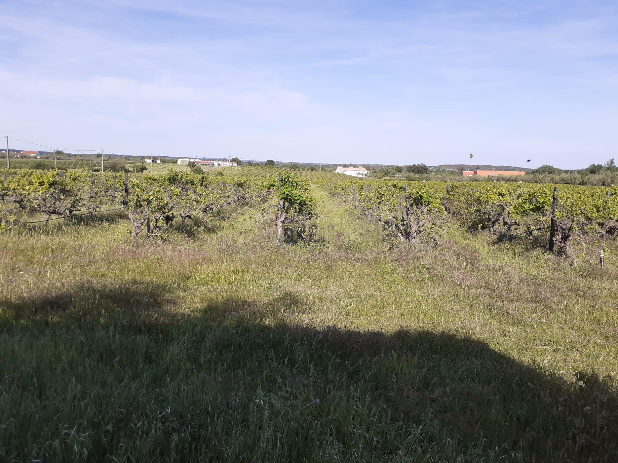 Quinta Vale de Sobrados - Redondo - Image 16