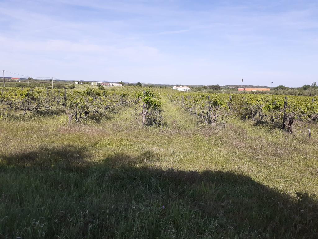 Quinta Vale de Sobrados - Redondo - Image 16