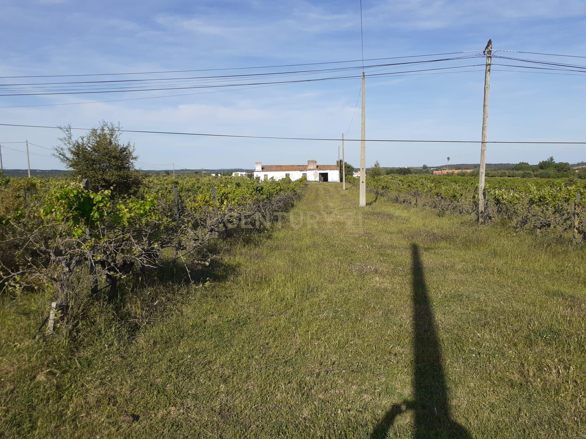 Quinta Vale de Sobrados - Redondo - Image 7