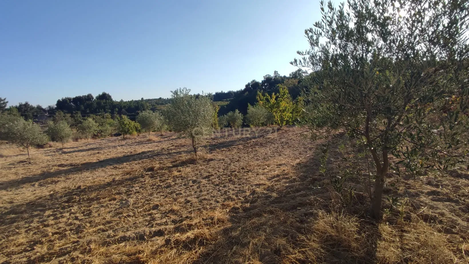 Terreno Rústico, Atalaia do Campo - Image 4