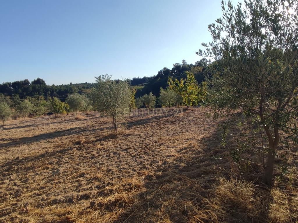Terreno Rústico, Atalaia do Campo - Image 4