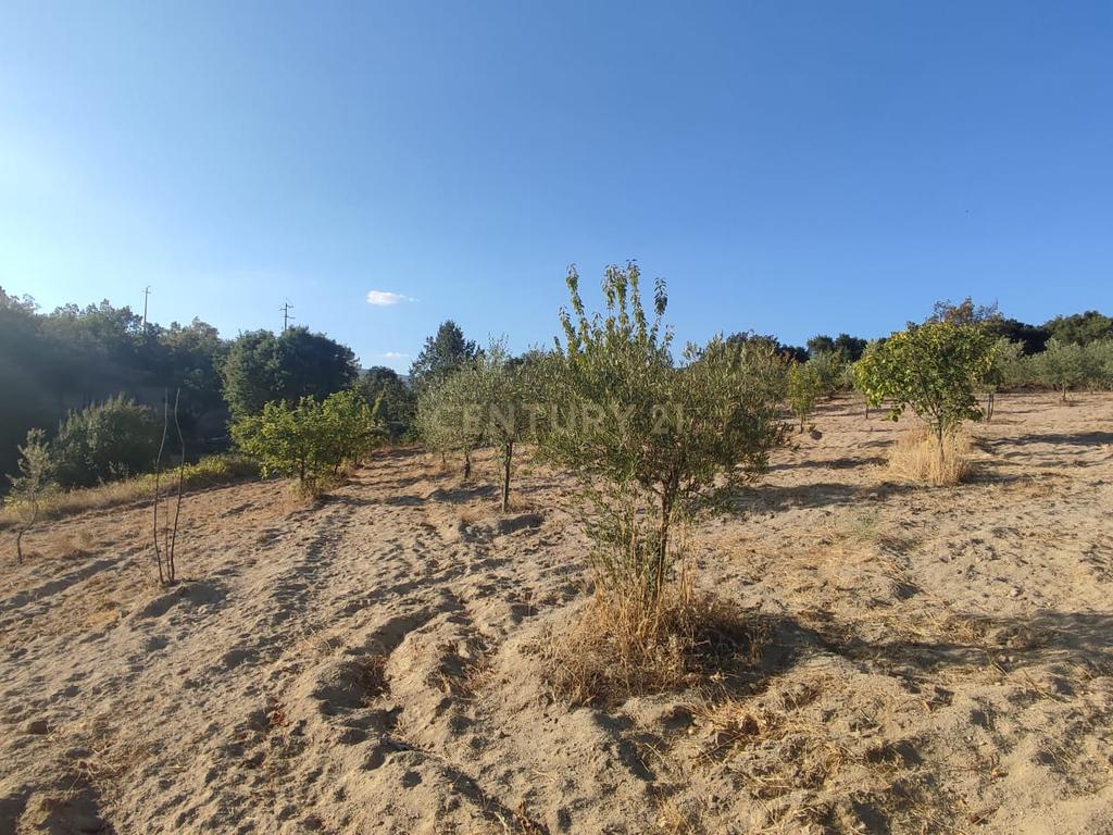 Terreno Rústico, Atalaia do Campo - Image 15