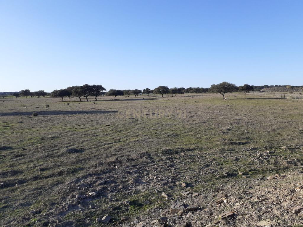 Baldio do Peral e Courela das Caldeiras - Cabeça de Carneiro - Image 17