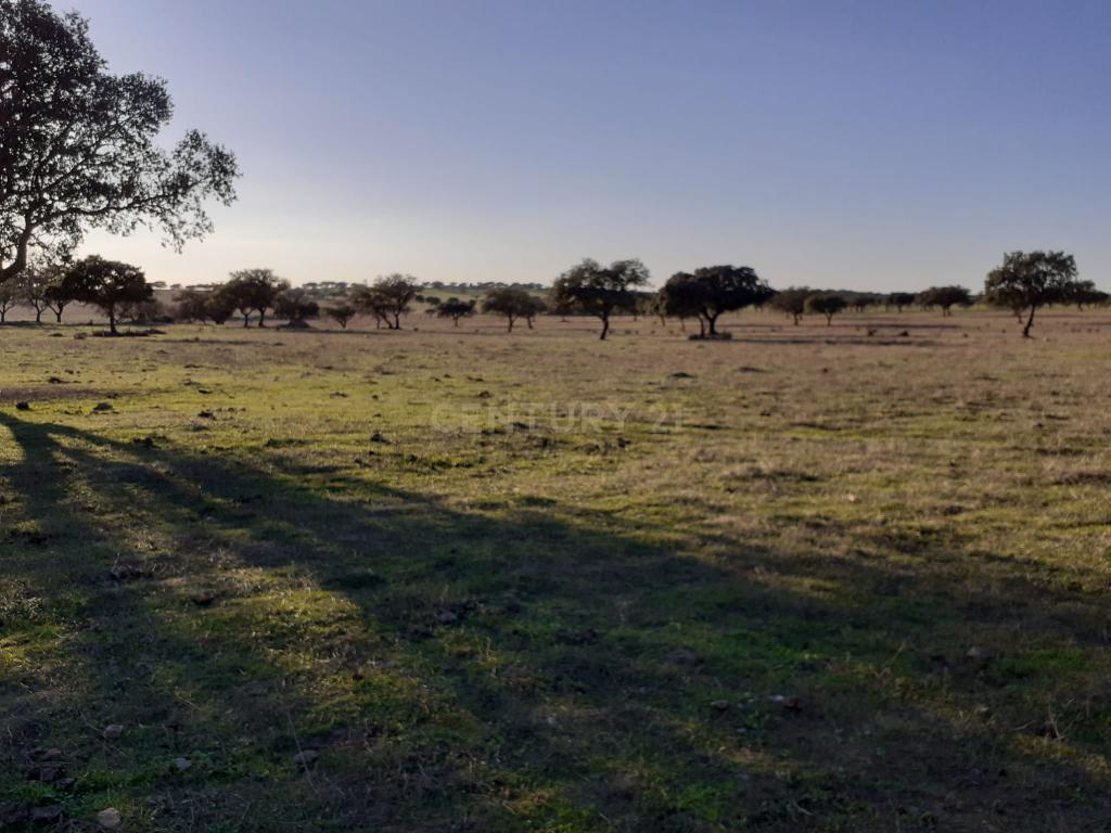 Baldio do Peral e Courela das Caldeiras - Cabeça de Carneiro - Image 15