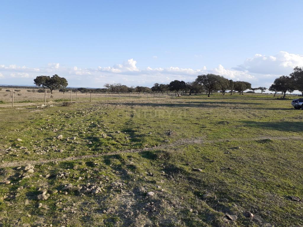 Baldio do Peral e Courela das Caldeiras - Cabeça de Carneiro - Image 10