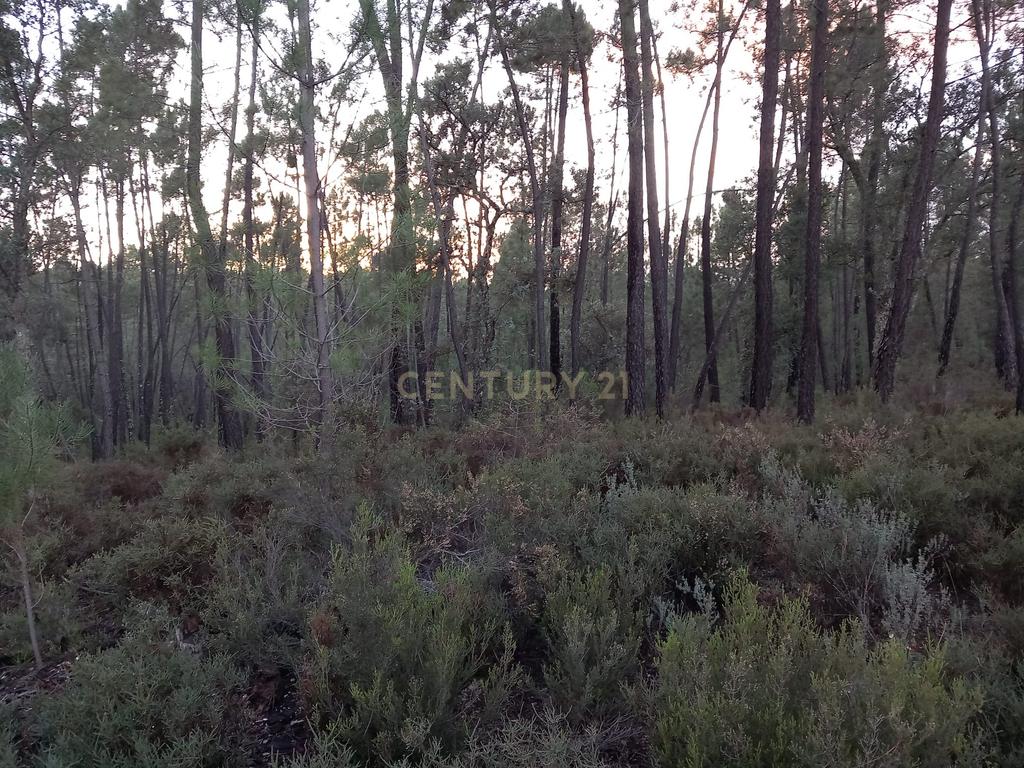Terreno Rustico Vale Chiqueiro - Image 6