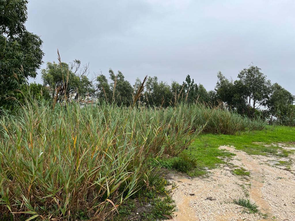 Terreno Urbano com vista mar na Serra Boa Viagem, Figueira-da-Foz - Image 3