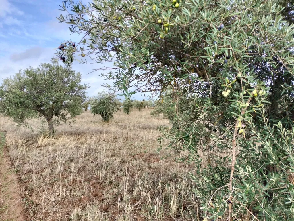 Terreno Rústico de 4.000 m² em Mourão – Oportunidade Única de Investimento - Image 10