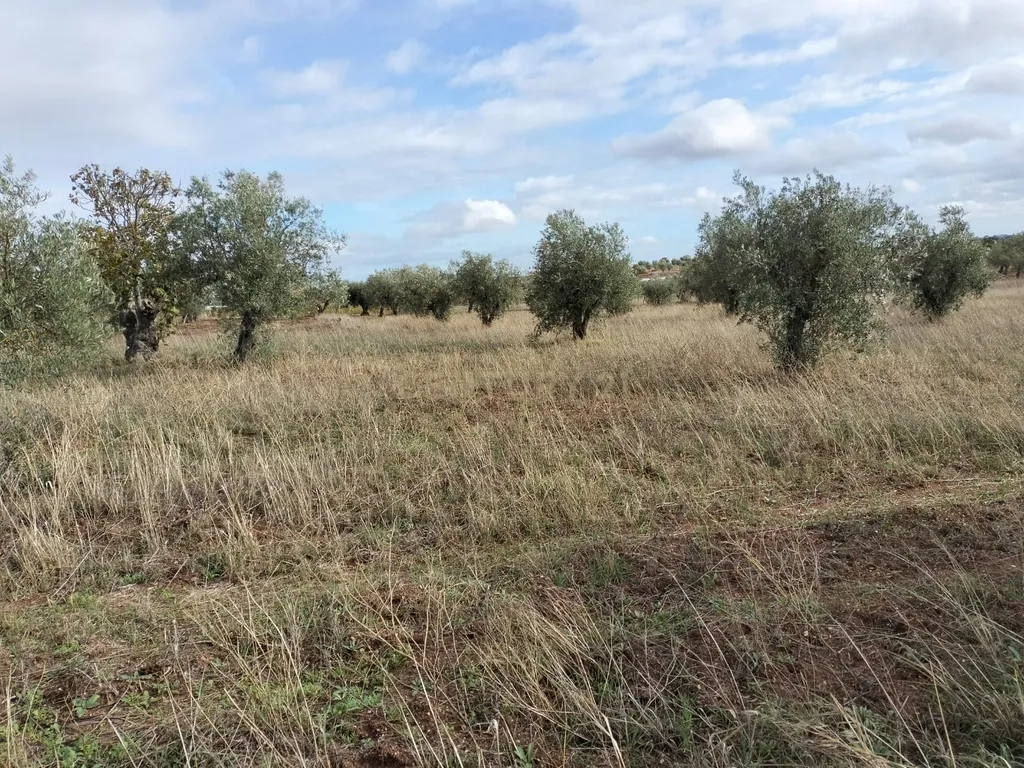 Terreno Rústico de 4.000 m² em Mourão – Oportunidade Única de Investimento - Image 3
