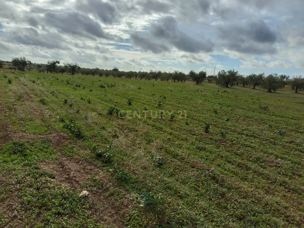 Terreno Rústico de 4.000 m² em Mourão – Oportunidade Única de Investimento - Image 1