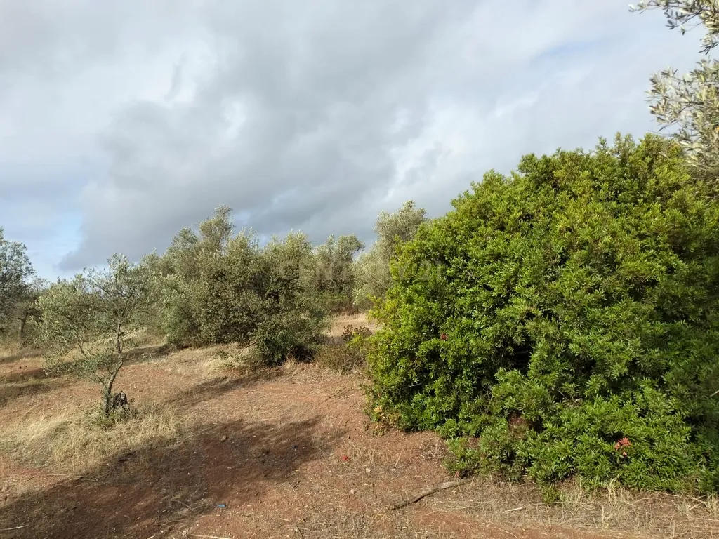 Terreno Rústico de 4.000 m² em Mourão – Oportunidade Única de Investimento - Image 13