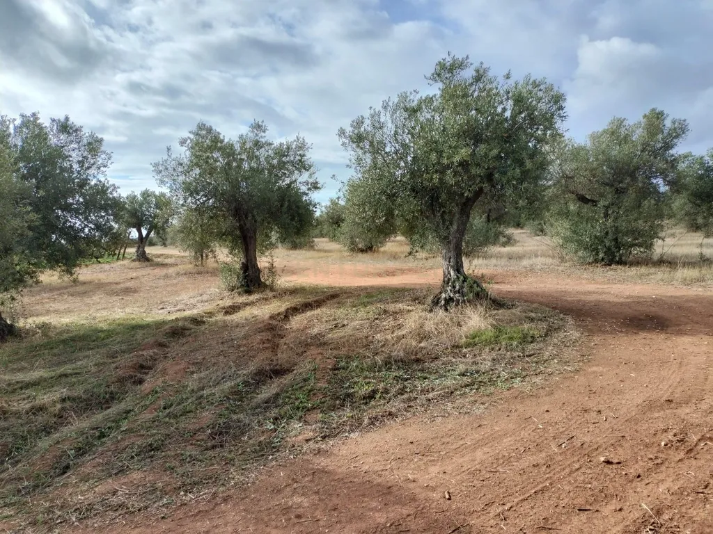Terreno Rústico de 4.000 m² em Mourão – Oportunidade Única de Investimento - Image 4