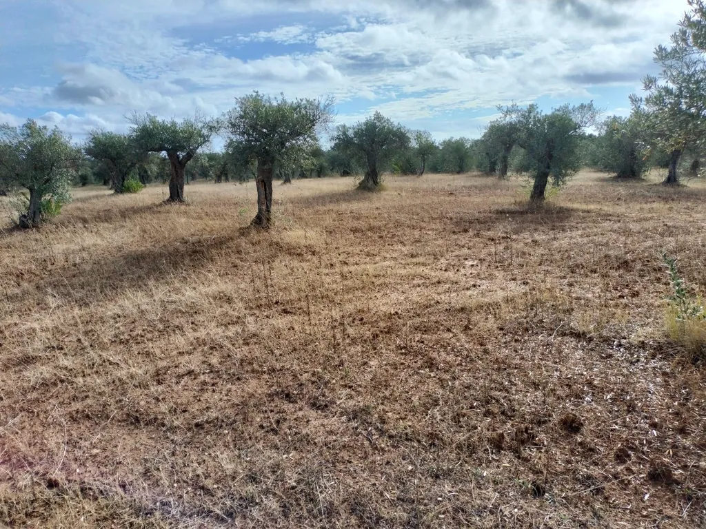 Terreno Rústico de 4.000 m² em Mourão – Oportunidade Única de Investimento - Image 12