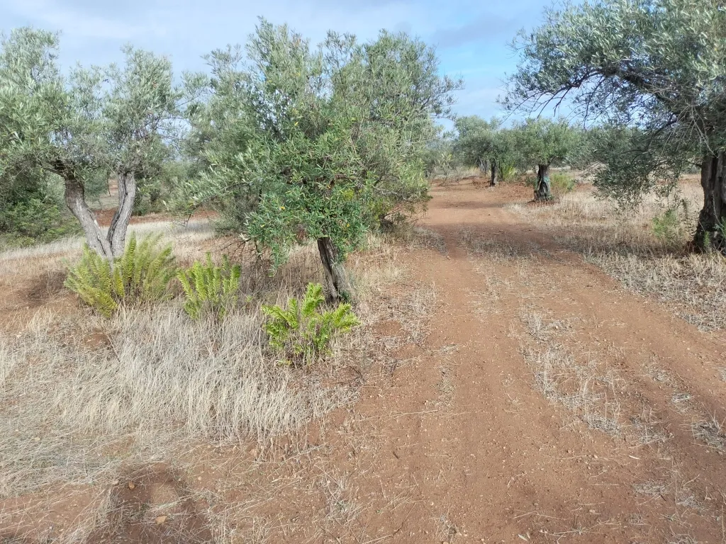 Terreno Rústico de 4.000 m² em Mourão – Oportunidade Única de Investimento - Image 5