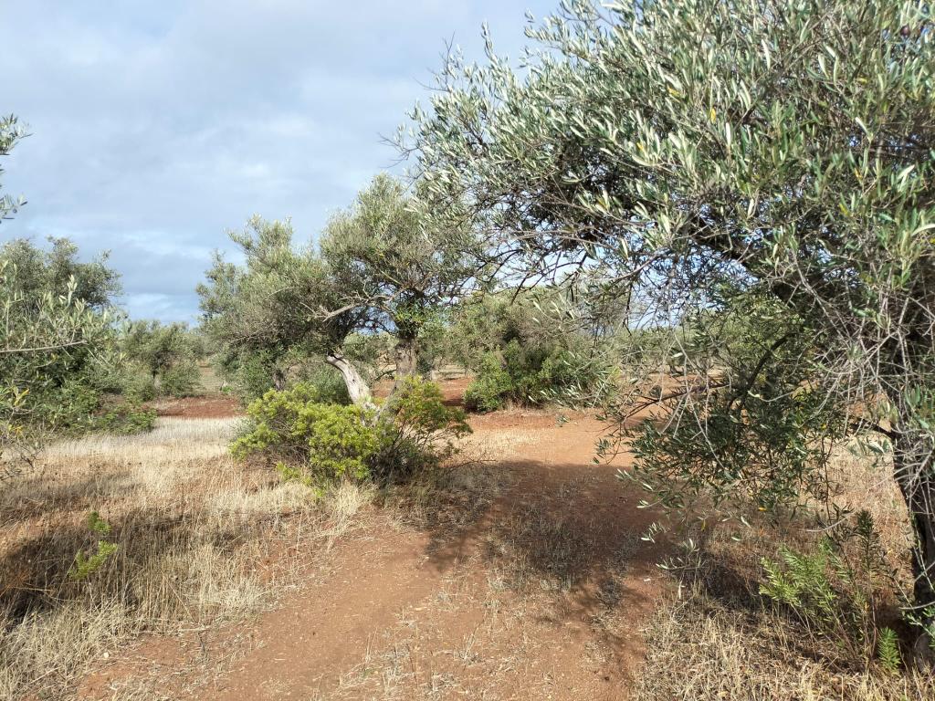 Terreno Rústico de 4.000 m² em Mourão – Oportunidade Única de Investimento - Image 6