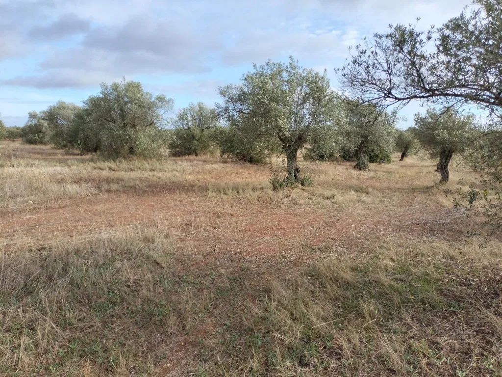 Terreno Rústico de 4.000 m² em Mourão – Oportunidade Única de Investimento - Image 7