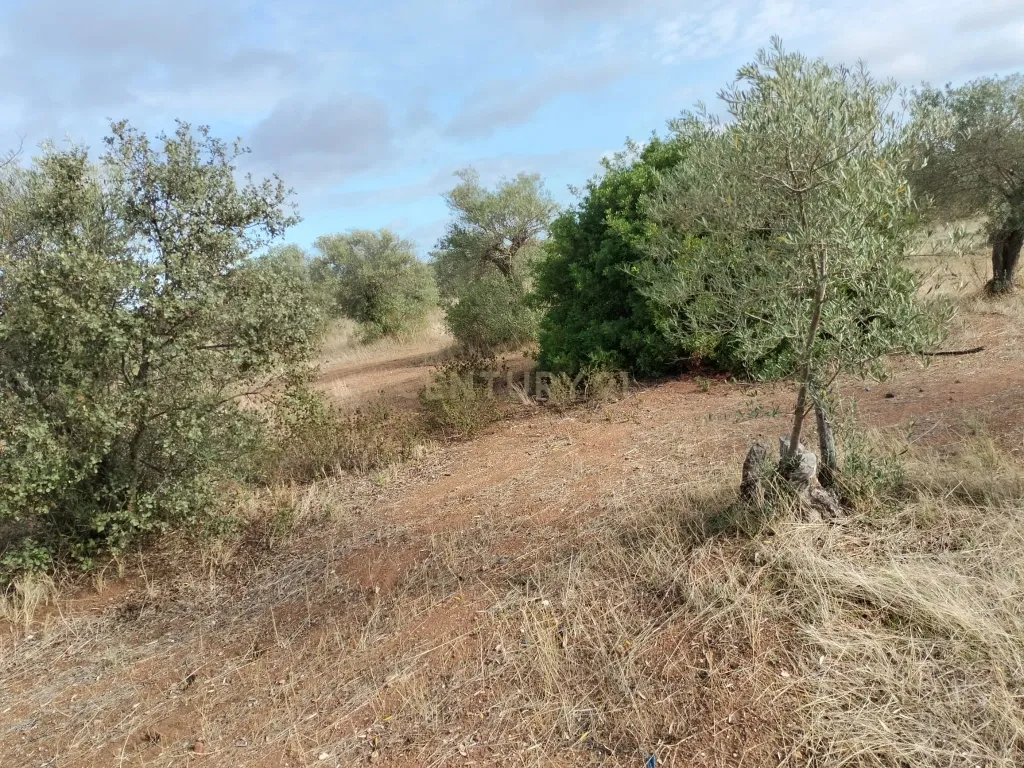 Terreno Rústico de 4.000 m² em Mourão – Oportunidade Única de Investimento - Image 8