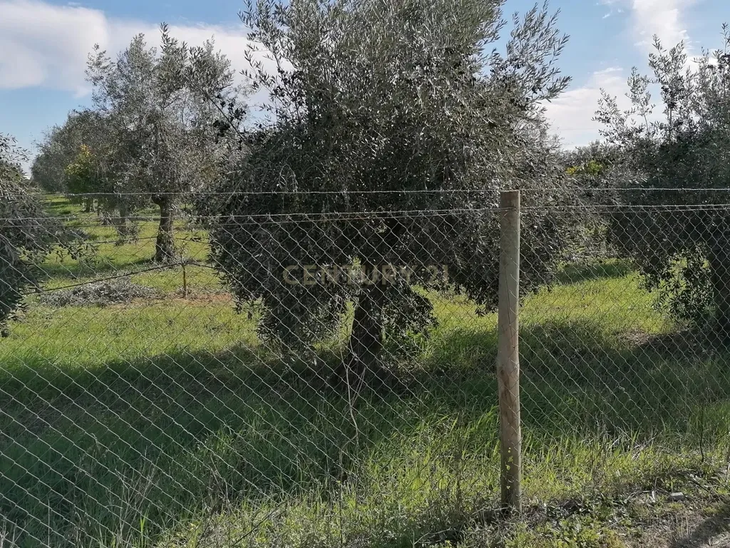 Quinta no Carapetal - Image 14