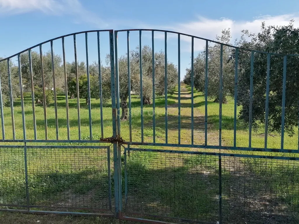 Quinta no Carapetal - Image 10