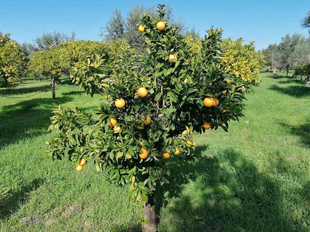 Quinta no Carapetal - Image 12