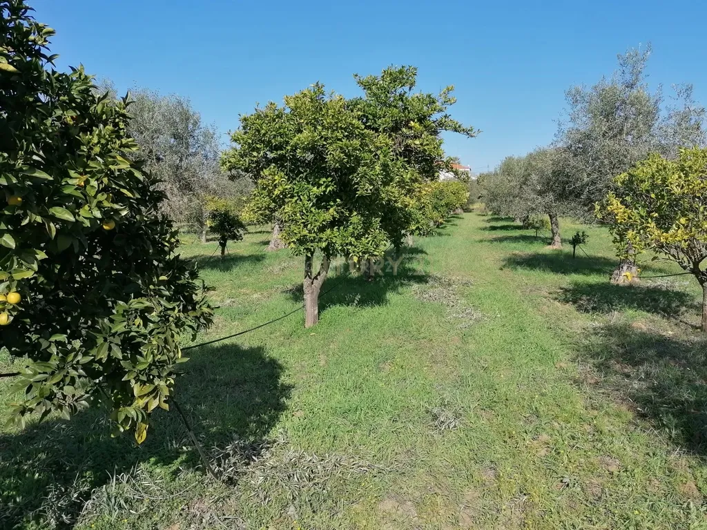 Quinta no Carapetal - Image 13