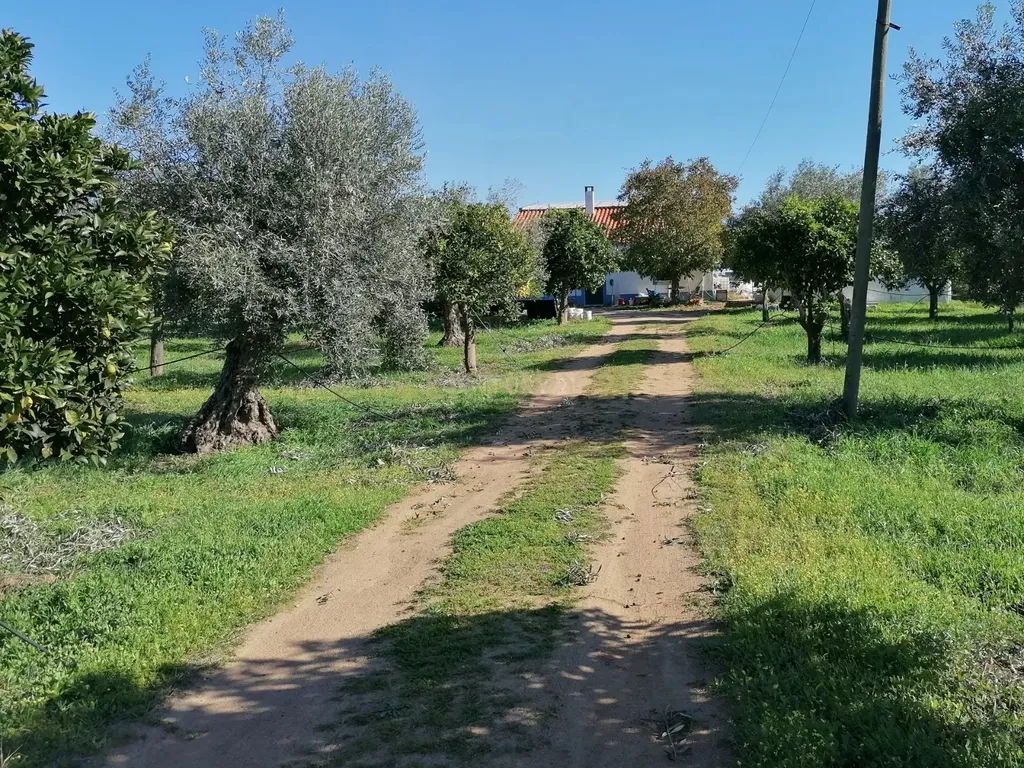 Quinta no Carapetal - Image 8