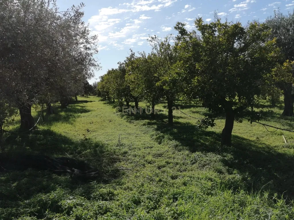 Quinta no Carapetal - Image 15