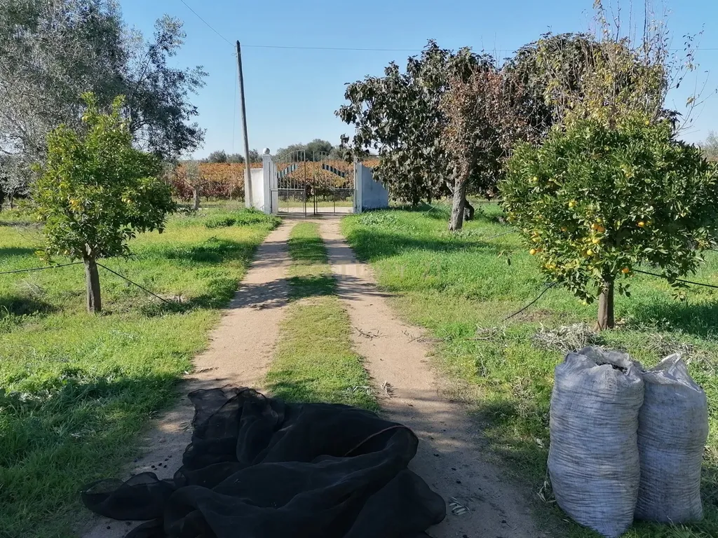 Quinta no Carapetal - Image 4