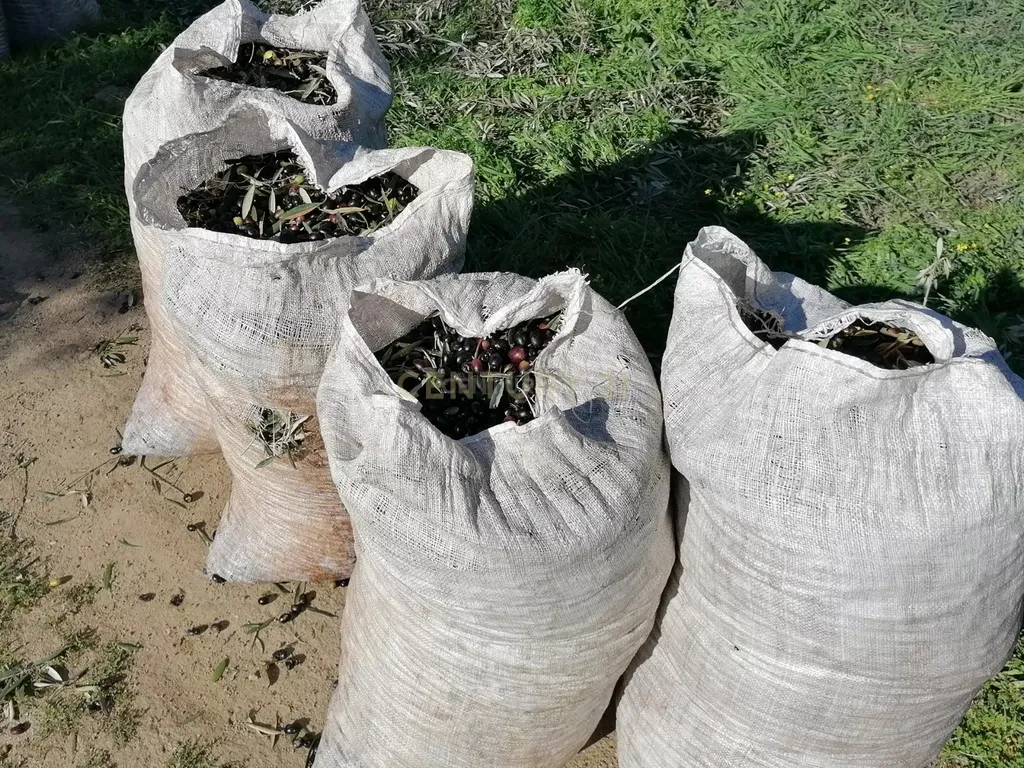 Quinta no Carapetal - Image 7