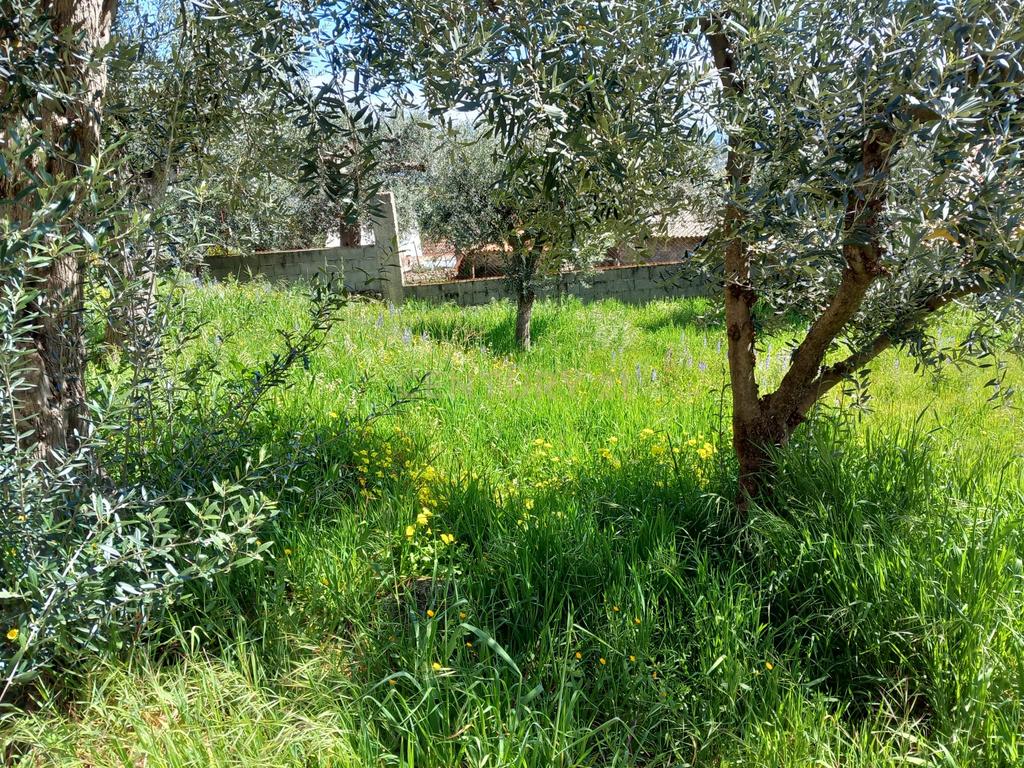 Terreno Rustico Alpedrinha - Image 1