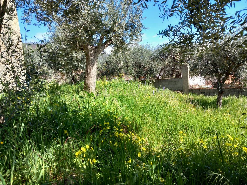 Terreno Rustico Alpedrinha - Image 4