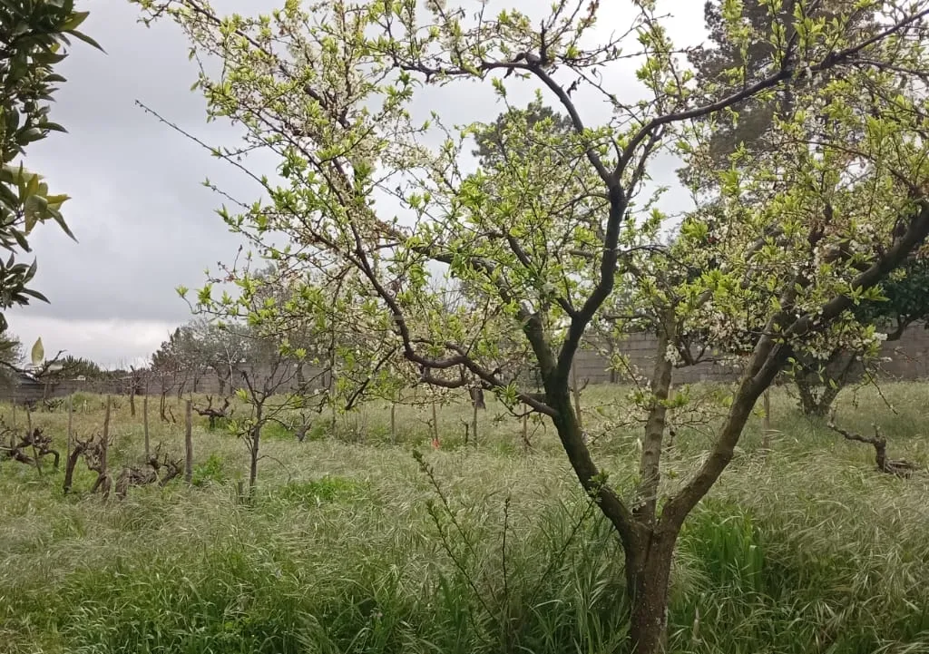 Terreno para construção, Retaxo, Castelo Branco - Image 18