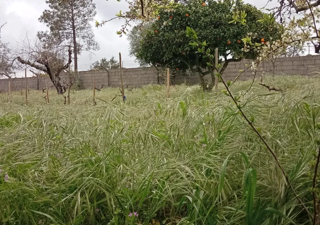 Terreno para construção, Retaxo, Castelo Branco - Image 26