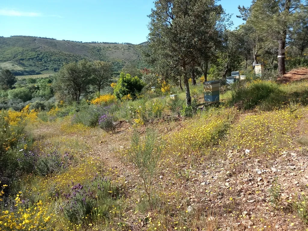 Quintinha em Meimoa, Penamacor - Image 17