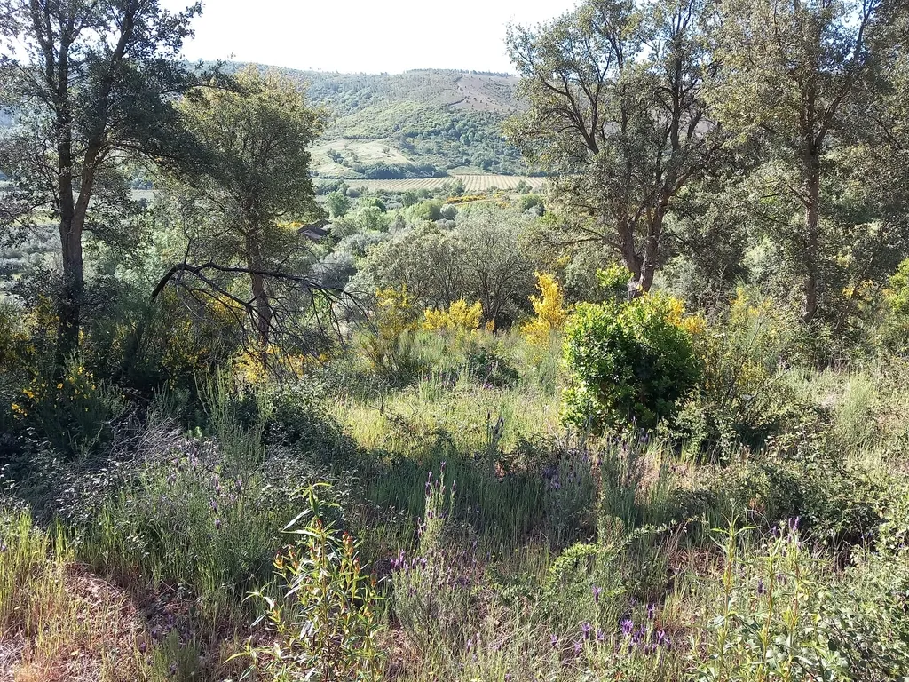 Quintinha em Meimoa, Penamacor - Image 8
