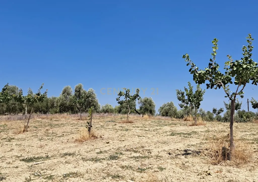Quinta de 1,8 ha com pistácios em produção, abastecimento de água garantido, terreno praticamente plano com acesso rodoviário directo e grande potencial agrícola e energético – a 25 minutos de Ronda e a 1 hora da Costa del Sol e do Aeroporto de Málaga - Image 13