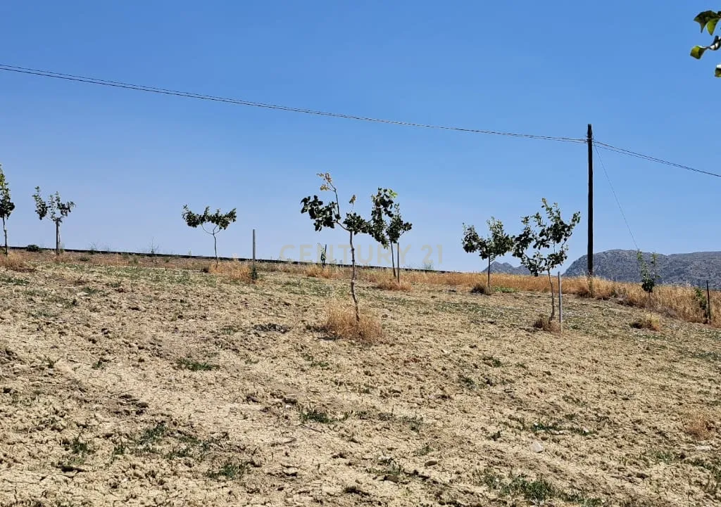 Quinta de 1,8 ha com pistácios em produção, abastecimento de água garantido, terreno praticamente plano com acesso rodoviário directo e grande potencial agrícola e energético – a 25 minutos de Ronda e a 1 hora da Costa del Sol e do Aeroporto de Málaga - Image 14