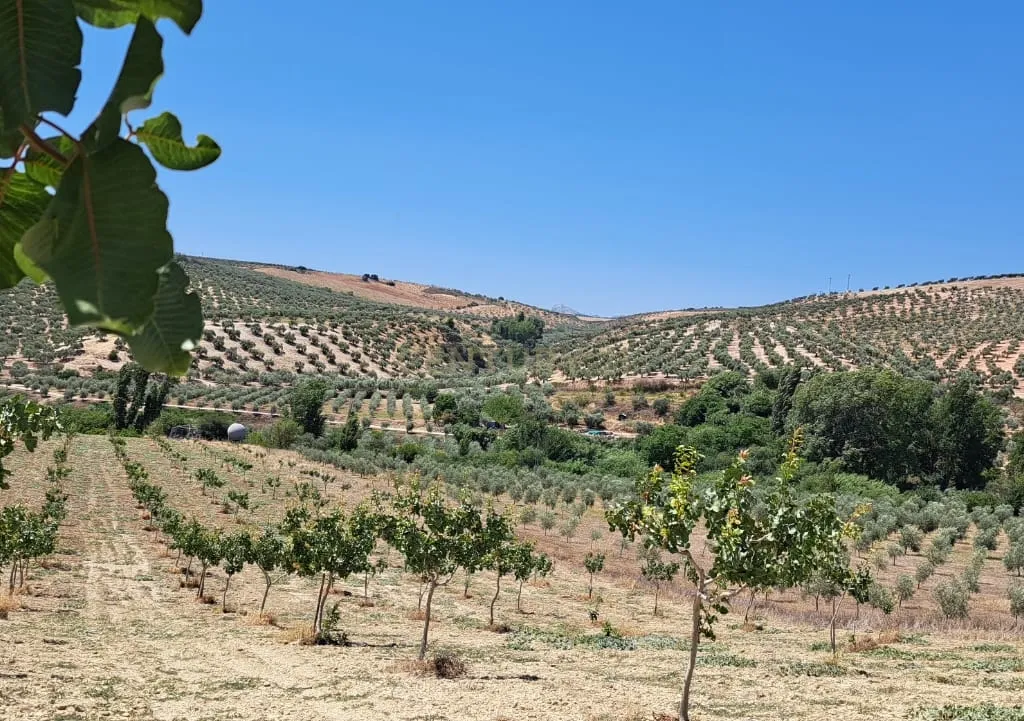 Quinta de 1,8 ha com pistácios em produção, abastecimento de água garantido, terreno praticamente plano com acesso rodoviário directo e grande potencial agrícola e energético – a 25 minutos de Ronda e a 1 hora da Costa del Sol e do Aeroporto de Málaga - Image 12
