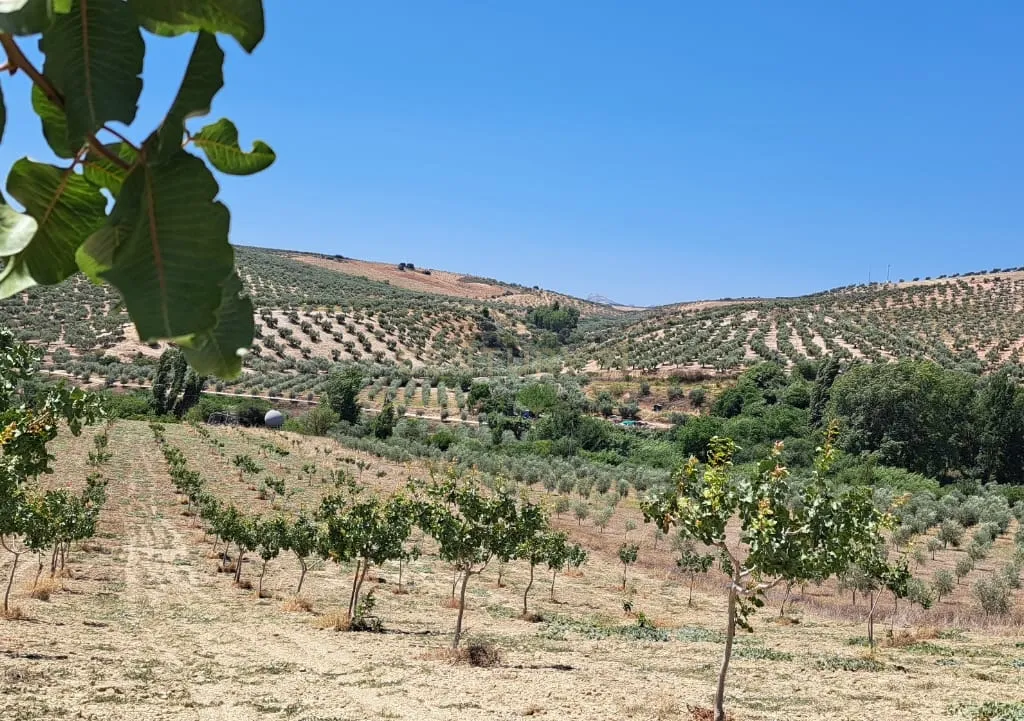 Quinta de 1,8 ha com pistácios em produção, abastecimento de água garantido, terreno praticamente plano com acesso rodoviário directo e grande potencial agrícola e energético – a 25 minutos de Ronda e a 1 hora da Costa del Sol e do Aeroporto de Málaga - Image 5