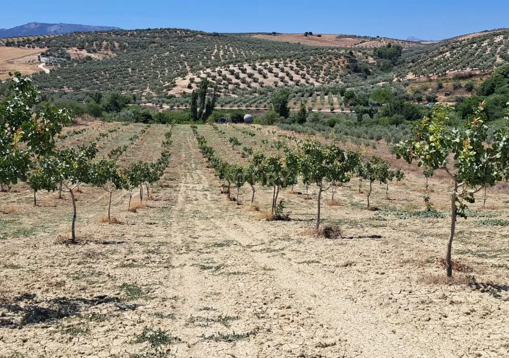 Quinta de 1,8 ha com pistácios em produção, abastecimento de água garantido, terreno praticamente plano com acesso rodoviário directo e grande potencial agrícola e energético – a 25 minutos de Ronda e a 1 hora da Costa del Sol e do Aeroporto de Málaga - Image 10