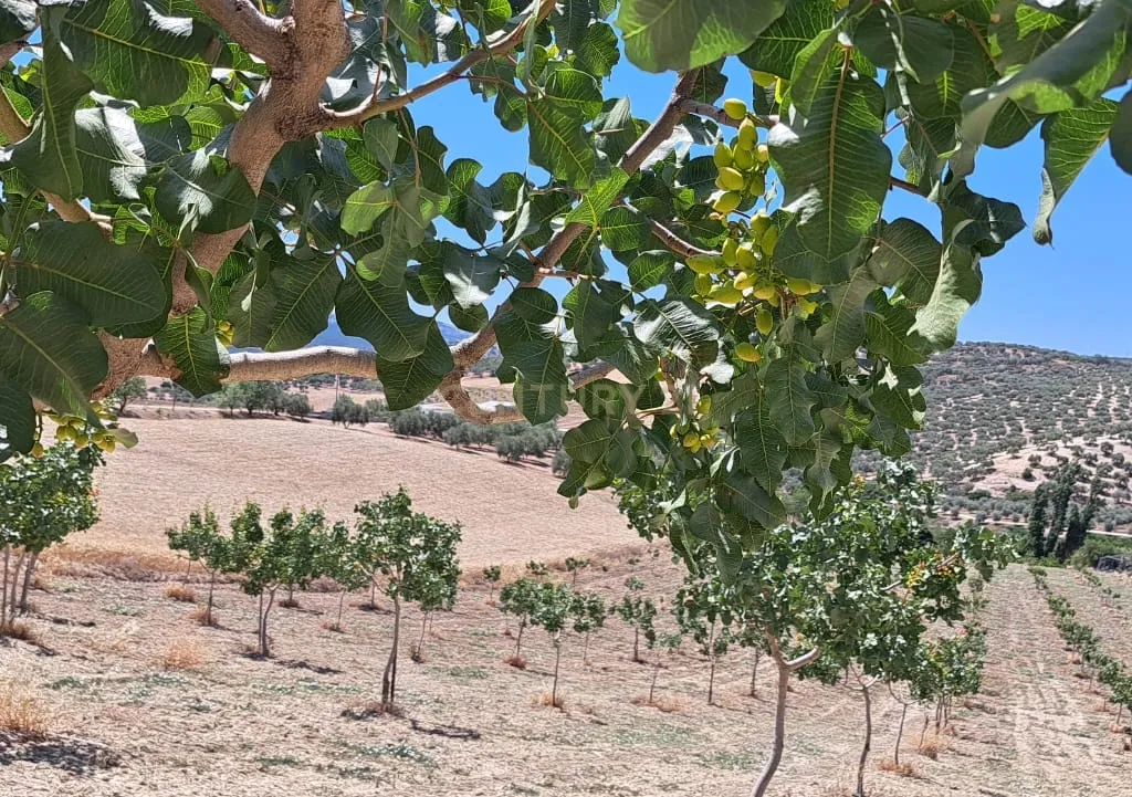 Quinta de 1,8 ha com pistácios em produção, abastecimento de água garantido, terreno praticamente plano com acesso rodoviário directo e grande potencial agrícola e energético – a 25 minutos de Ronda e a 1 hora da Costa del Sol e do Aeroporto de Málaga - Image 11