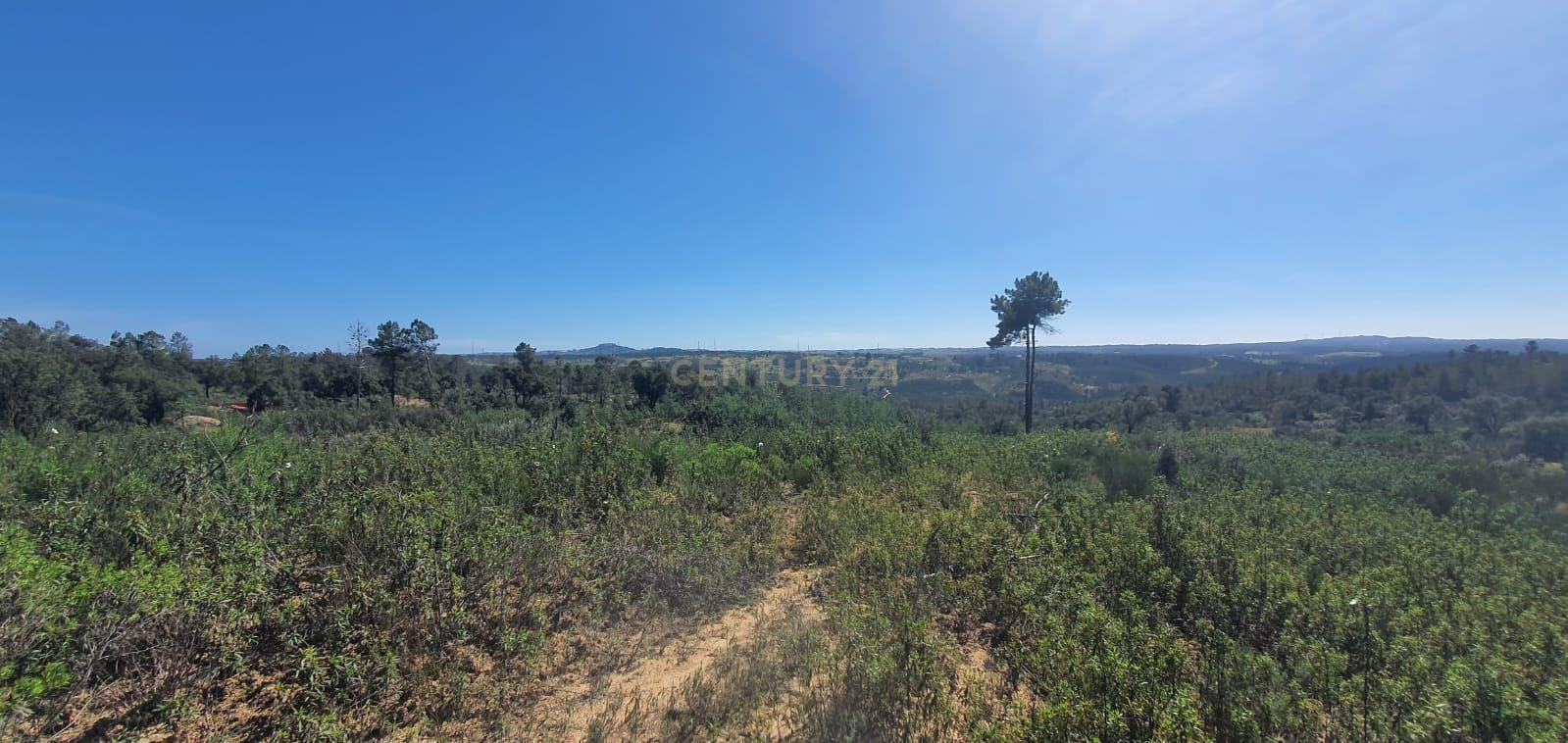 Terreno rústico com 11000m2 em Palvarinho, Castelo Branco - Image 2