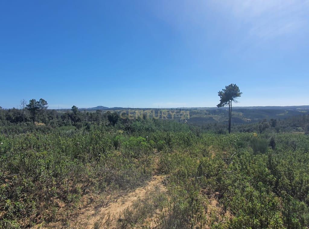 Terreno rústico com 11000m2 em Palvarinho, Castelo Branco - Image 2