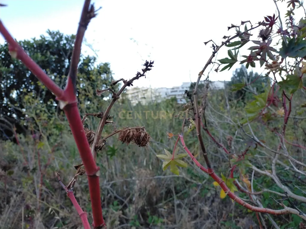 Terreno para construção de Moradias - Image 4