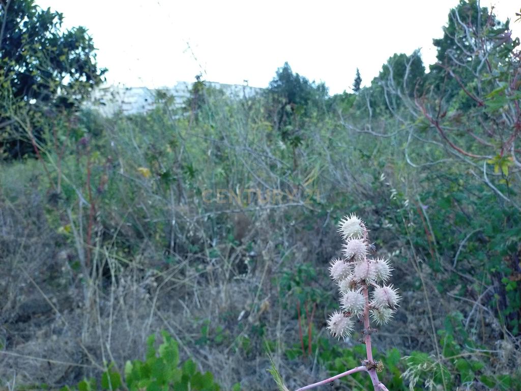 Terreno para construção de Moradias - Image 5