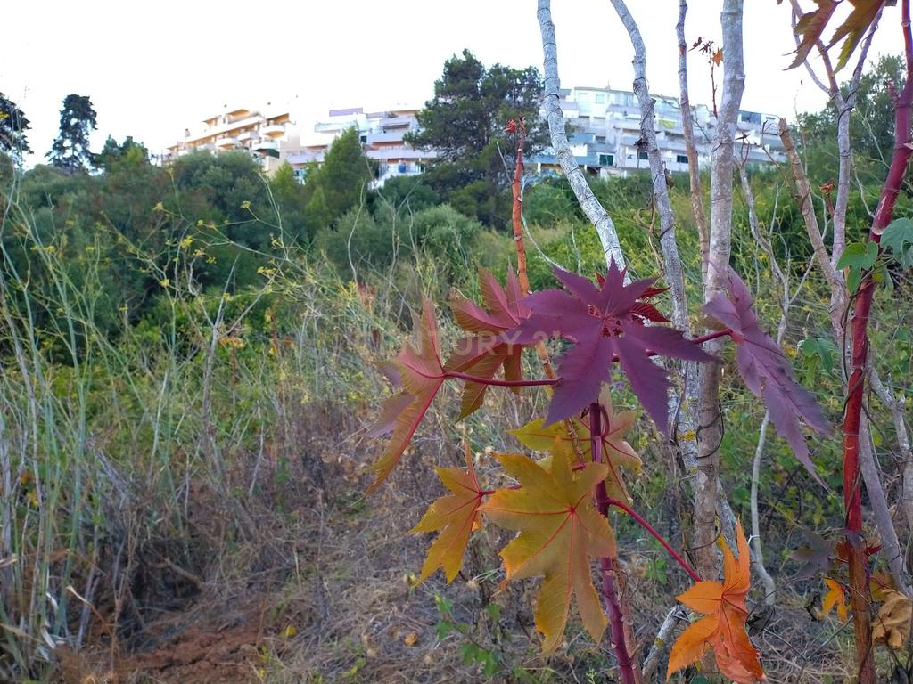 Terreno para construção de Moradias - Image 12