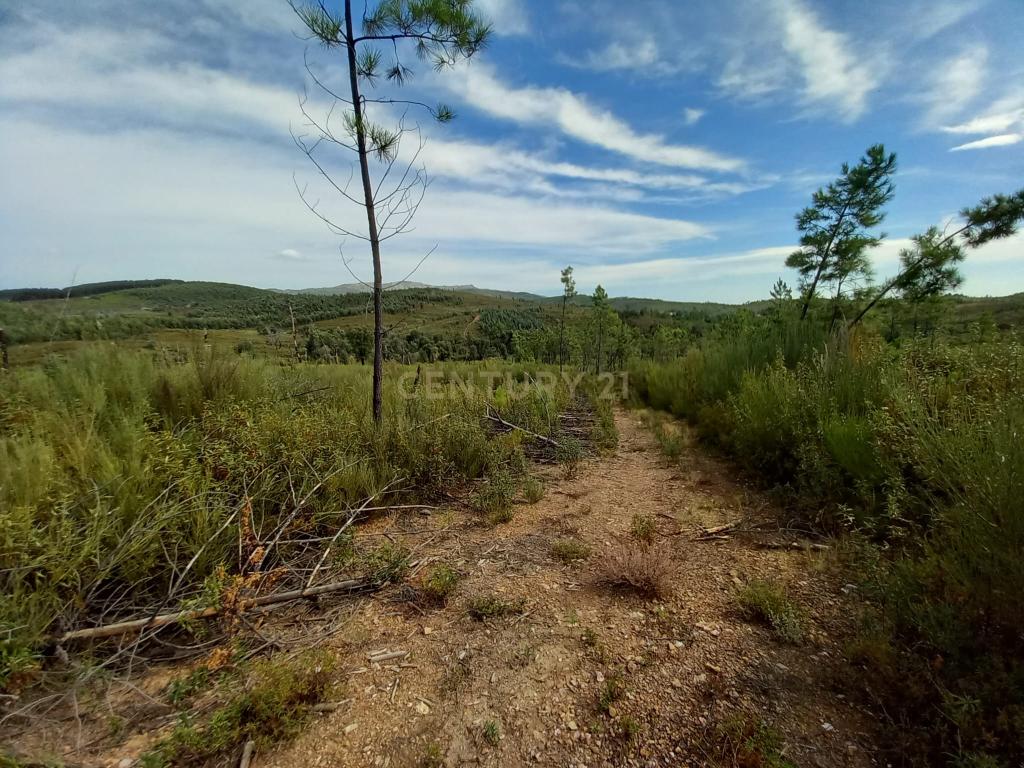 Terreno com 17040m2 em Sobral do Campo - Image 6
