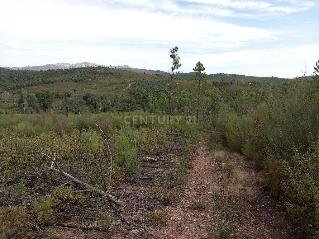 Terreno com 17040m2 em Sobral do Campo - Image 3